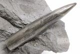 Two Jurassic Belemnite (Passaloteuthis) Fossils - Germany #199251-3